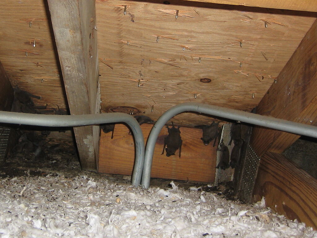 Green Bay Bat Removal